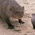 Cobra and Mongoose fight