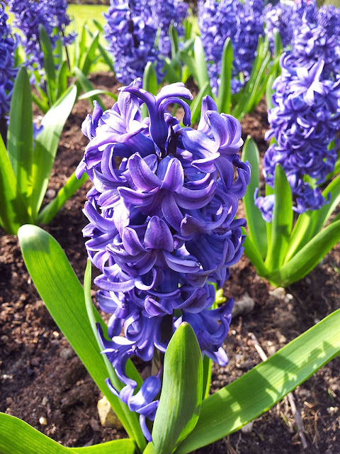 blue flowering hyacinths growing in the ground