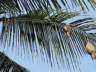 Baya weaver bird