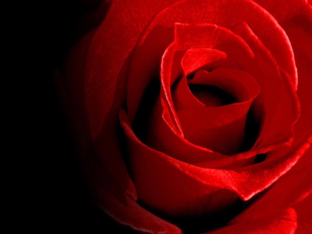 Lovely Red Rose Wallpapers | Walls Hub