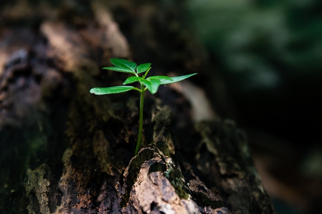 Plant authentication in Research