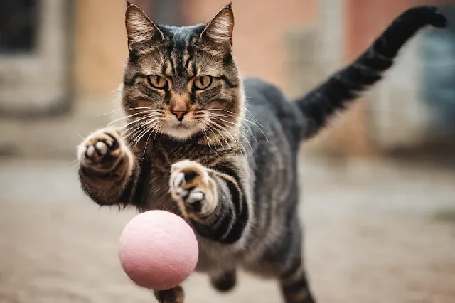 Algunos gatos no solo devuelven objetos de forma tradicional, sino que hay quienes prefieren depositar el juguete a la mitad de la distancia o incluso un poco más lejos. Este comportamiento peculiar revela la personalidad única de cada felino y su capacidad para influir activamente en la dinámica del juego con sus dueños.