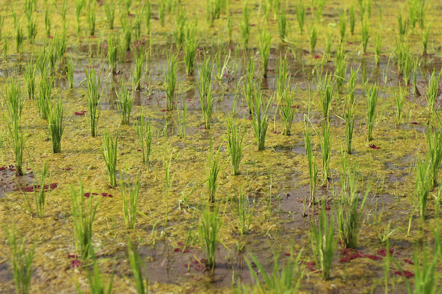 Grain de riz dans les rizières