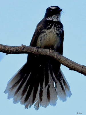 "Spot-breasted Fantail (Rhipidura albogularis), a small and agile passerine bird. Features distinctive black and white plumage with a prominent spot on the breast. Perched on a branch, displaying its fan-shaped tail and engaging in characteristic tail flicking behavior."