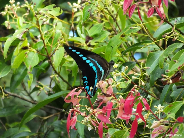 Graphium anthedon in Minahasa highland