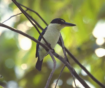 Alción de las Talaud Todiramphus enigma