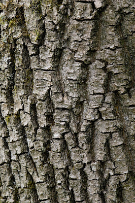 ash bark