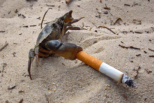 Funny Animal Smoking Best New Pictures 2012