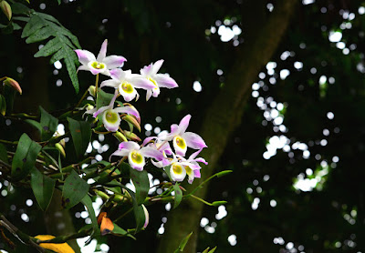 Dendrobium findlayanum care and culture