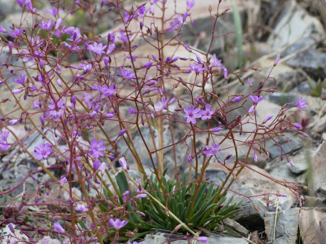 52: purple flowers in a tangle over short spines of green