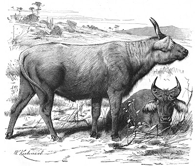 African or Cape buffalo