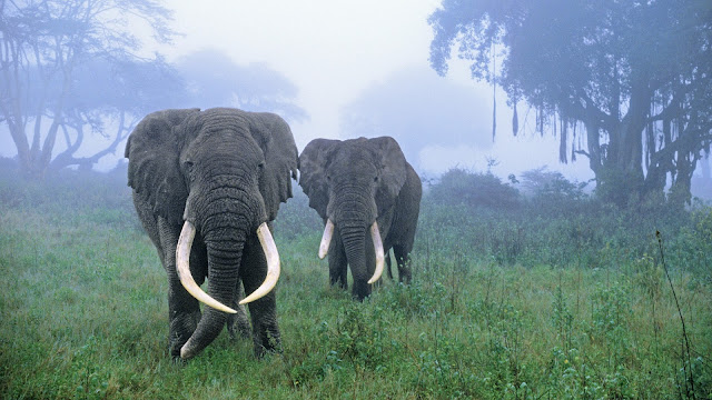 elephants,fog, forest, wallpapers, nature, desktop, HD, HQ, tapandaola111