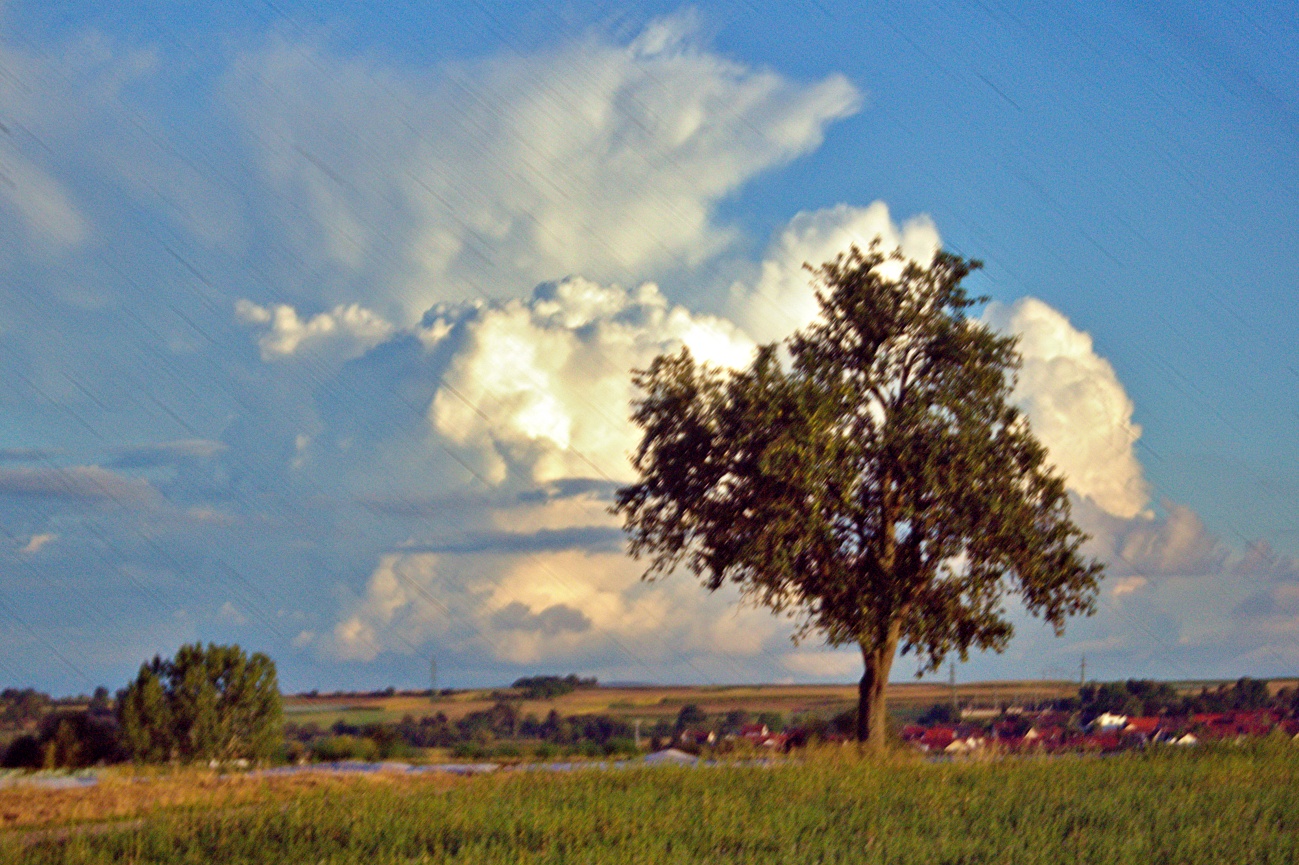 Täglich ein Bild — 20.08.2022 — 232.Tag — Bild #232 — Gesiebblendeter Sensordreck mit Solitärbaum vor Wolken