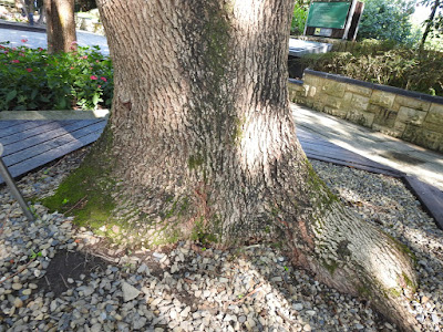 Trunk of Stout Camphor Tree