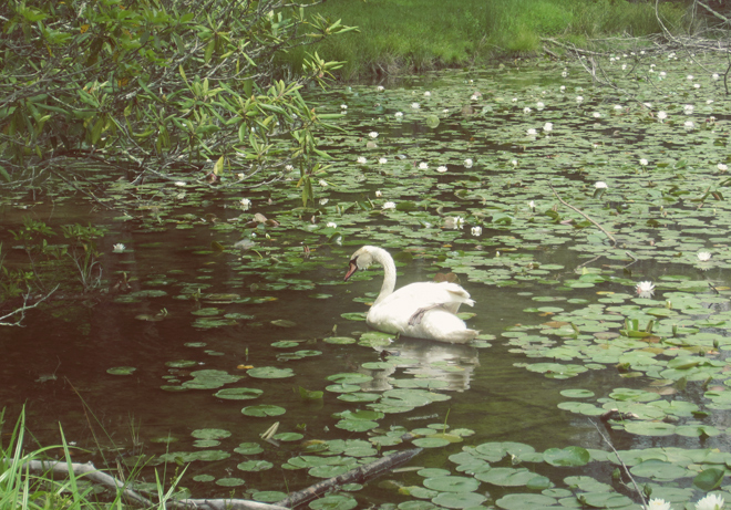 swan in water lilies