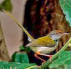 Arti Suara Burung Prenjak