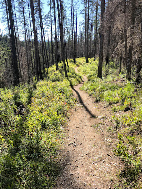 Snyder Lake Trail in the late day sun