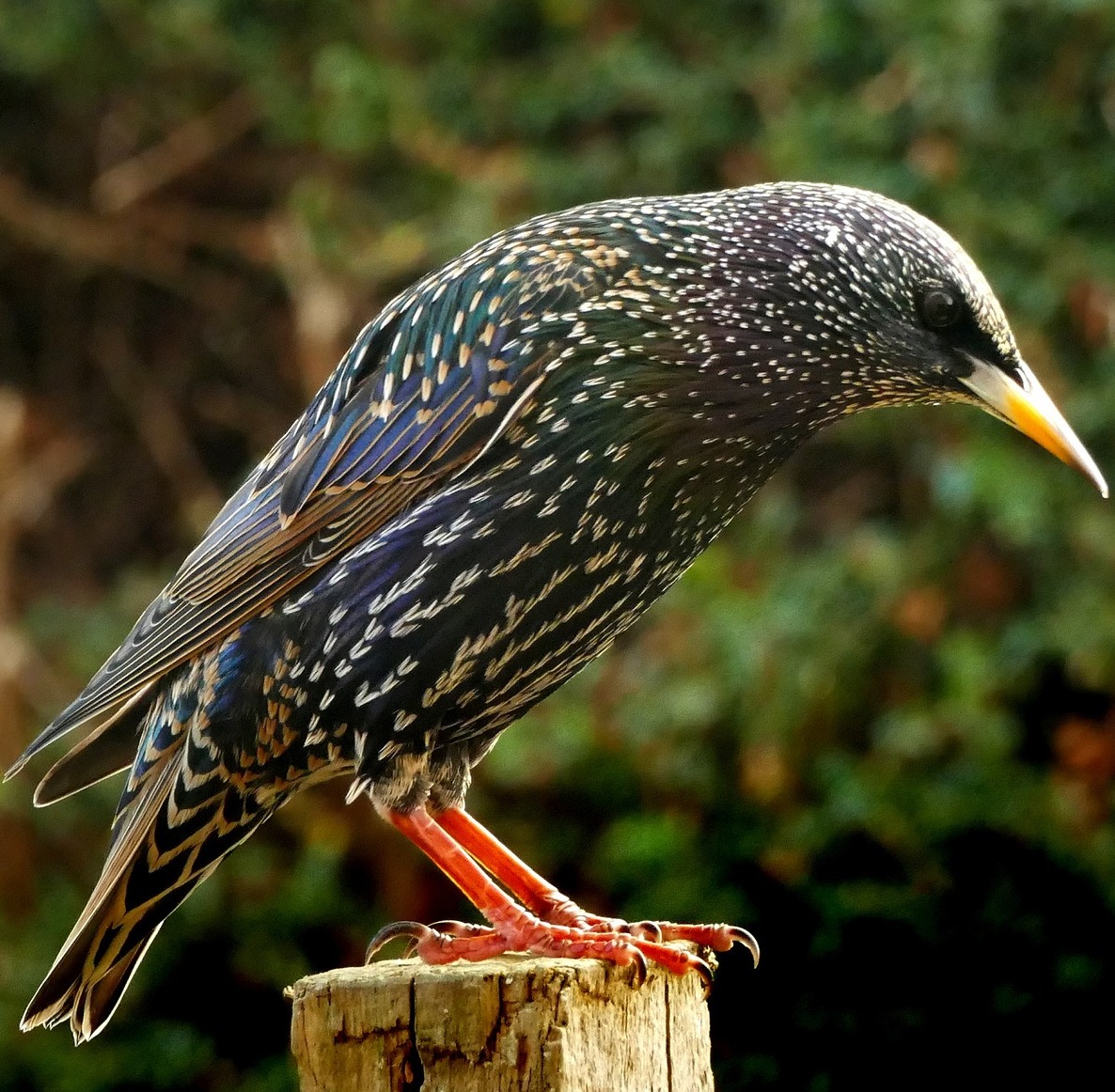 A starling up close.