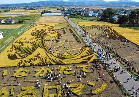 rice_art_harvest