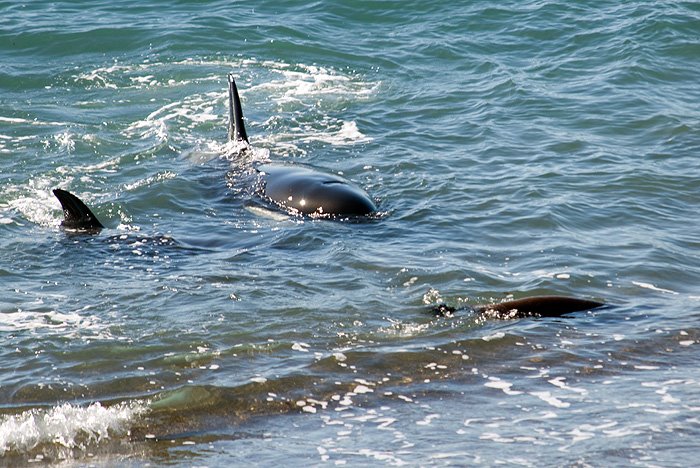 ataque de orcas en Punta Norte