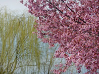 高野川沿いのしだれ柳とオカメ桜、このアングルもよい・・・。