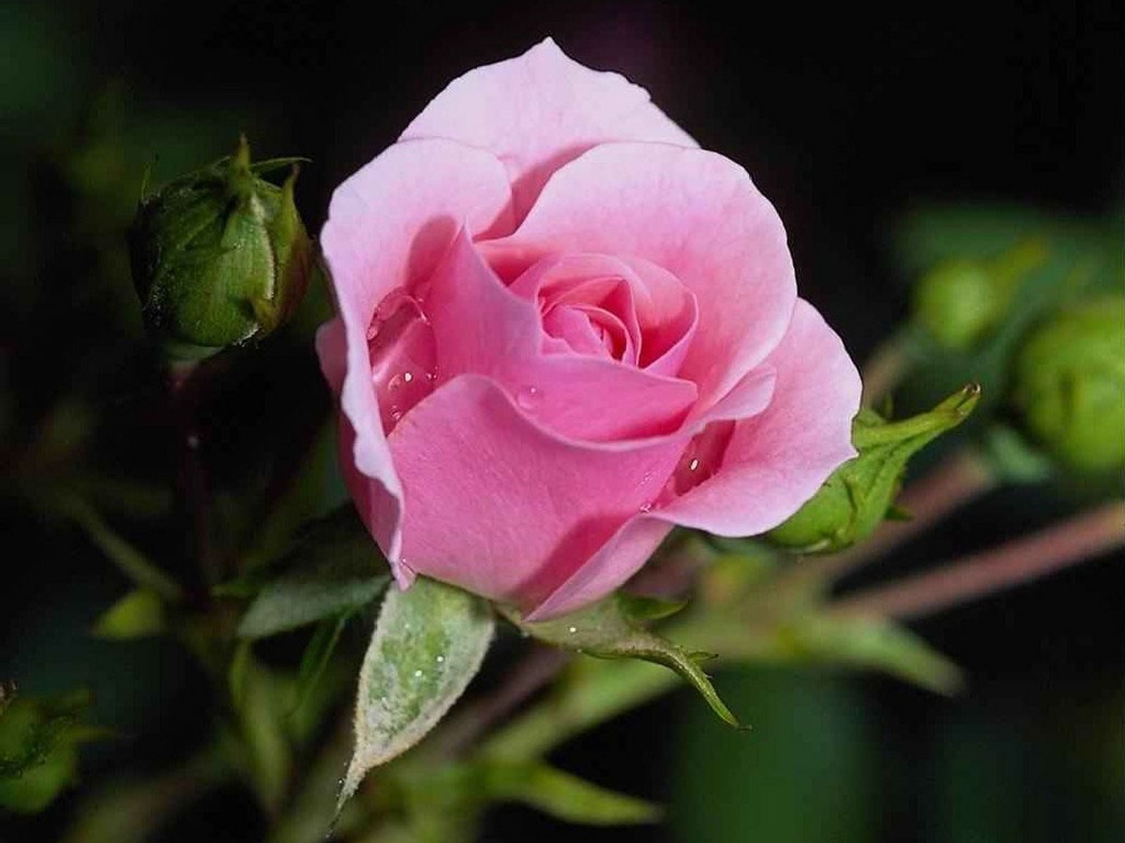 https://blogger.googleusercontent.com/img/b/R29vZ2xl/AVvXsEizwwqrHXpUutOjJPxpUA2eYpgqO1gJhgDGNWT1wn4jZBD68PeFmokKNYNrO1YLLI0JJZyOouLCkRRIk5tKuI0VCOCVhtGNVBvbAxDTW9gTgaTzrQxdvPMFg8TFDUSWOPr04lfO3iOun80/s1600/Roses_05.jpg