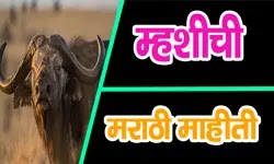 म्हशीची संपूर्ण माहिती  Buffalo information in Marathi