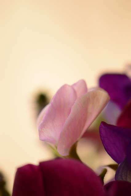 monday vase meme, amy myers, sweet peas, rose, sterling silver, lemon thyme, small sunny garden, desert garden