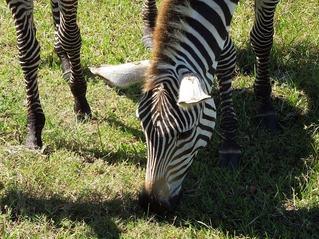 zebra grazing