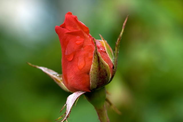 Beautiful Red Rose Wallpapers Free Download