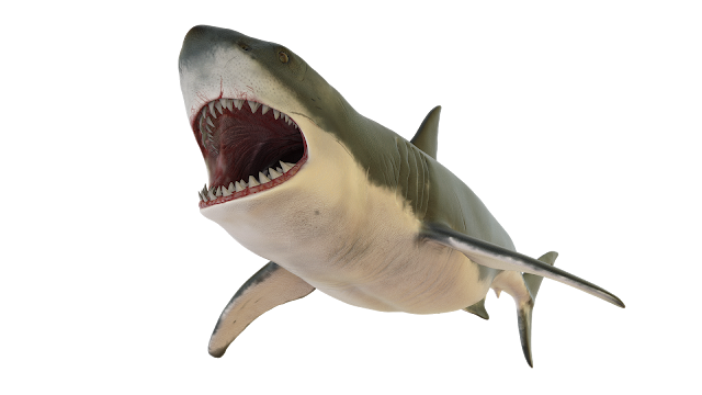 Shark Transparent PNG