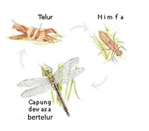 Daur Hidup Hewan Metamorfosis  Sempurna dan Tidak 