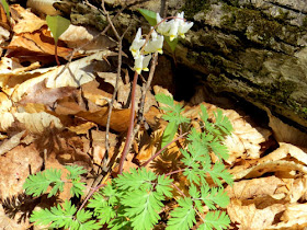 dutchman's breeches