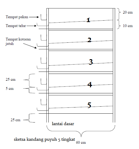 kandang ternak bebek pedaging