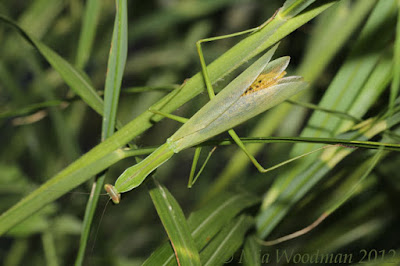 winged mantis