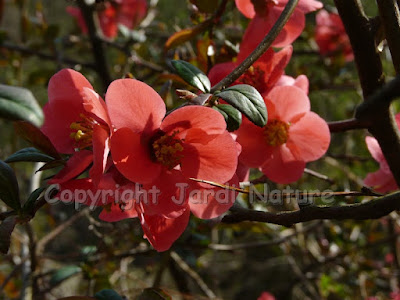 fleurs cognassier du Japon