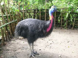 Cassowary stunning picture