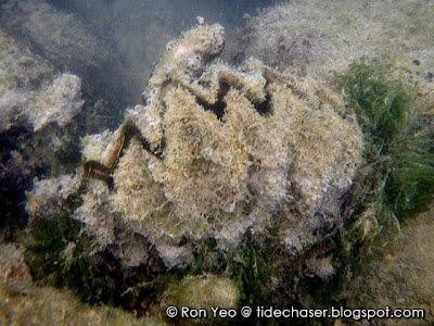 Giant Honeycomb Oyster, Hyotissa hyotis