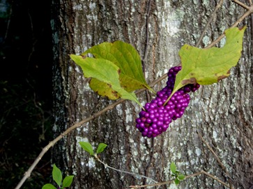 P1090696