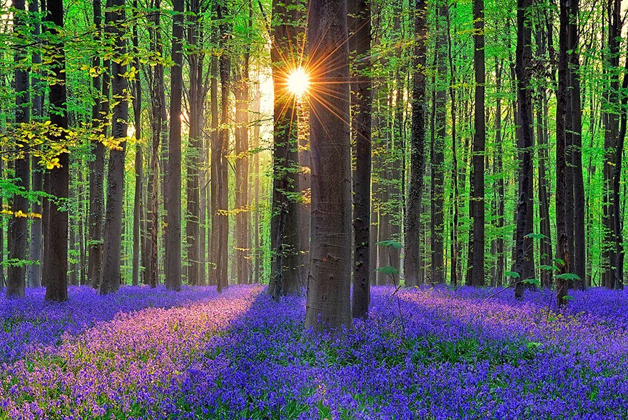 There’s A Mystical Forest In Belgium All Carpeted With Bluebell Flowers