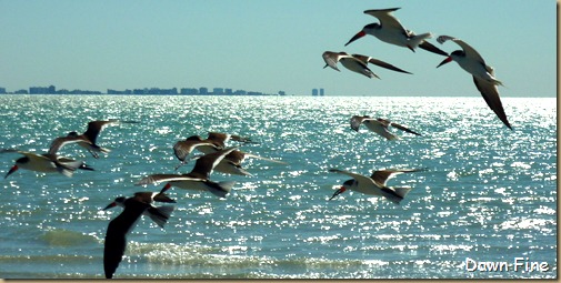 Sanibel Shell and birds_159