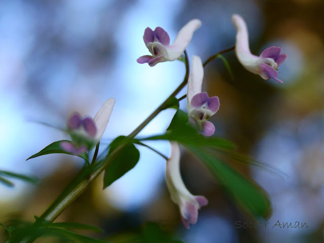 Corydalis decumbens