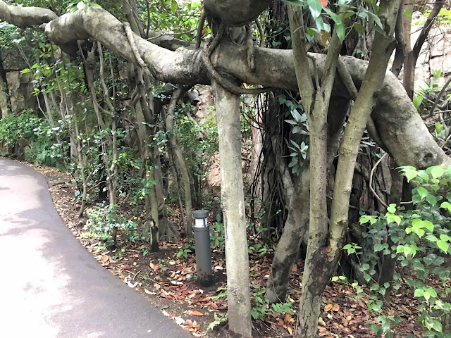 ハダカデバネズミや歩く植物？？上野動物園で見逃せないなおすすめ動物8つ【n】 ウォーキングパーム