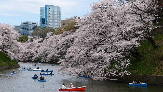 cherry-Blossom- Park