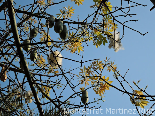 Foto: Ceiba speciosa