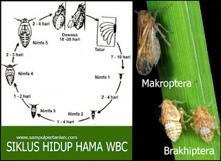 Siklus Hidup Wereng Batang Coklat (Nilaparvata lugens stal) yang perlu diwaspadai