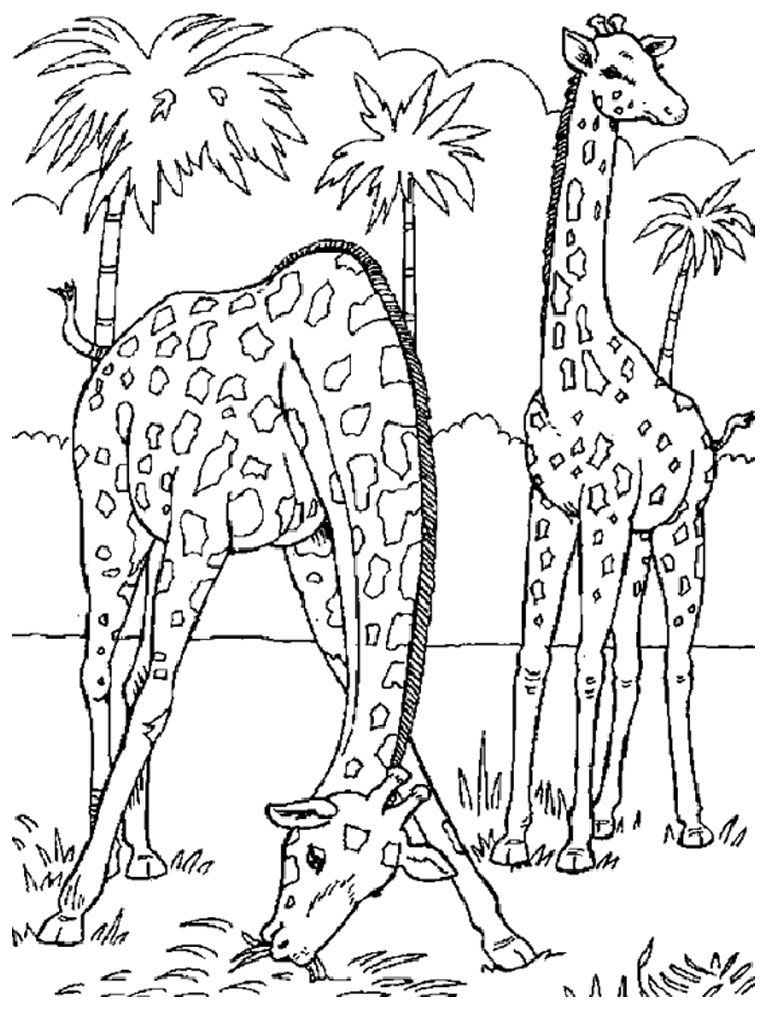 Giraffe Coloring Pages Realistic  Realistic Coloring Pages