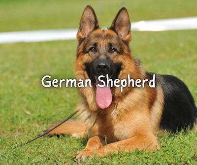 German Shepherd