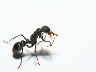 Ants Wallpapers