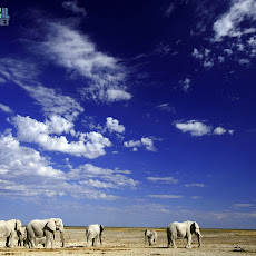 Elephants Seen On www.coolpicturegallery.us